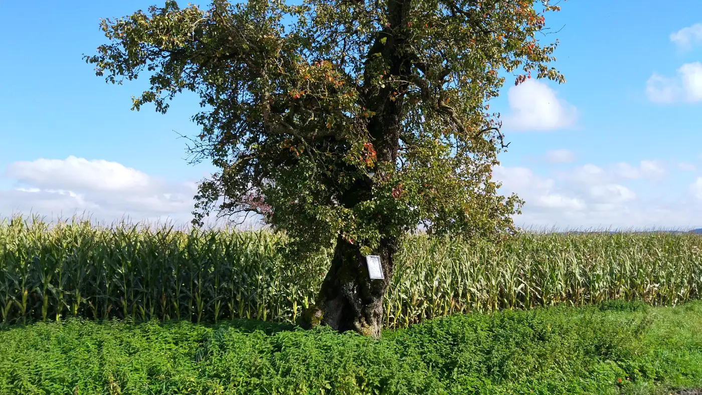 Bildtitel: Der Zankbaum, ein uralter Birnbaum als Naturdenkmal