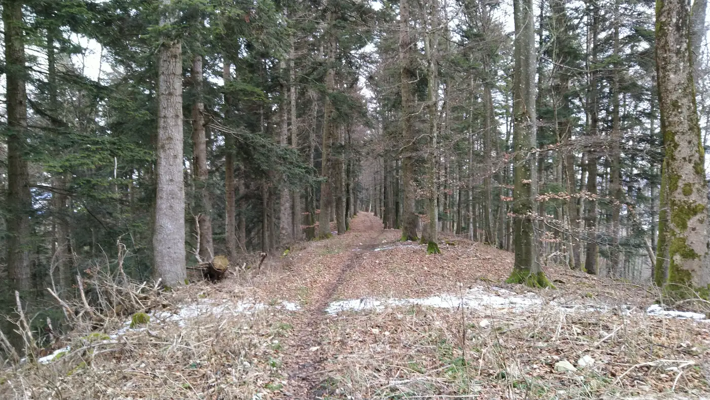 Bildtitel: Auf dem Lupfen - Bergrücken