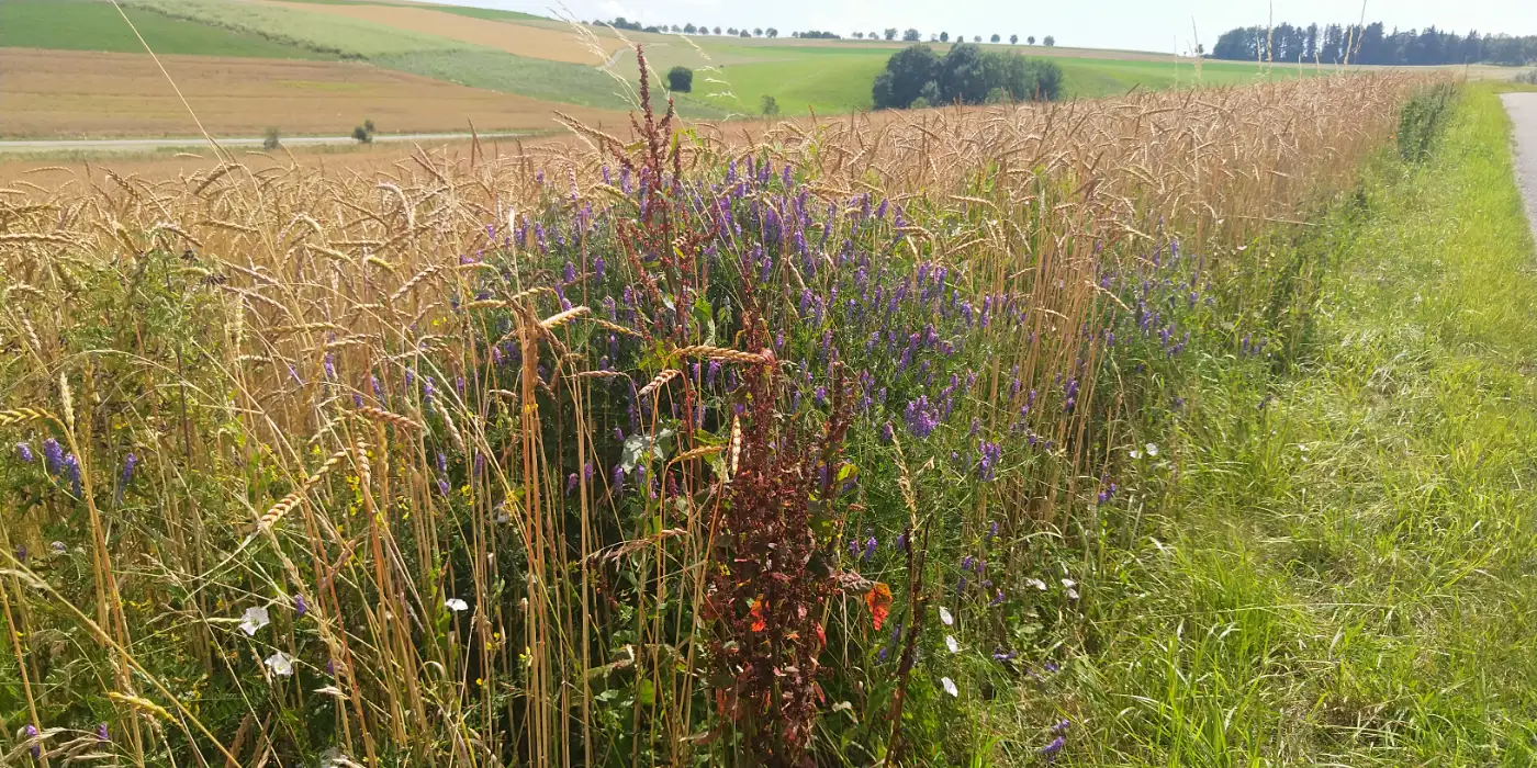 Bildtitel: beim alten Postweg