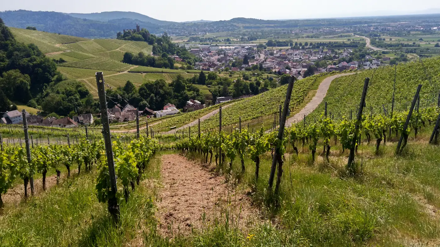 Bildtitel: Weinberg mit Blick auf Ortenberg und das Schloss