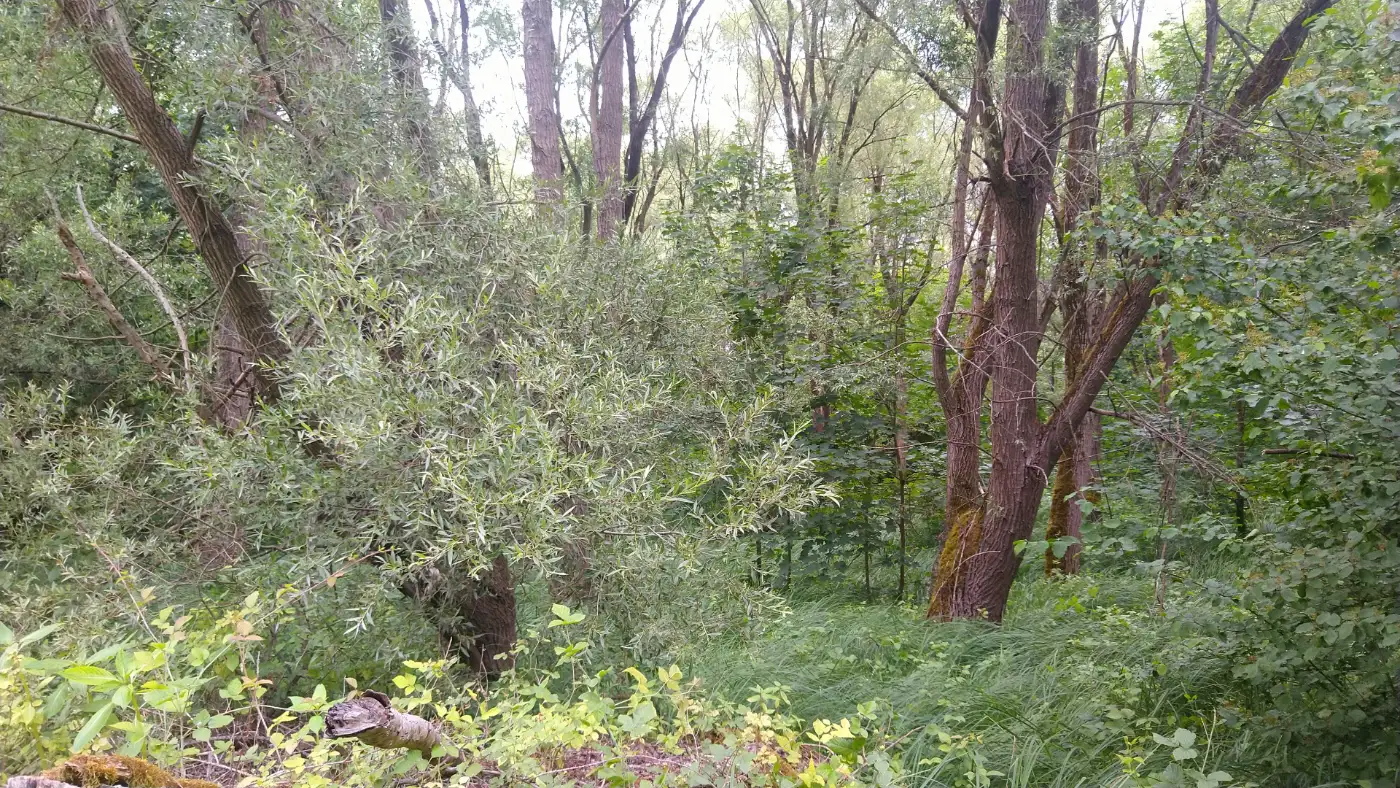 Bildtitel: Silberpappelwald in der Auenlandschaft