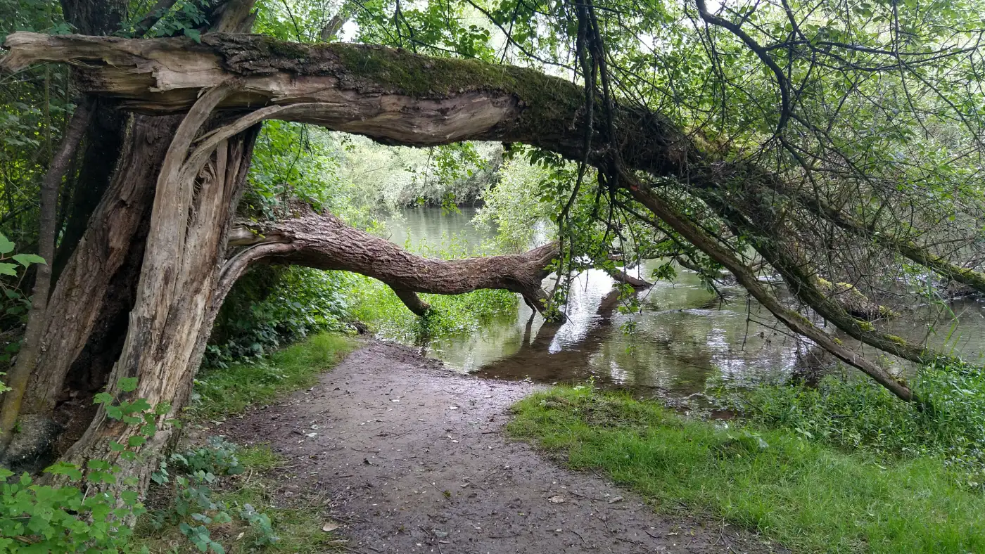 Bildtitel: umgestürzter Baum (Auen-Wildnispfad)