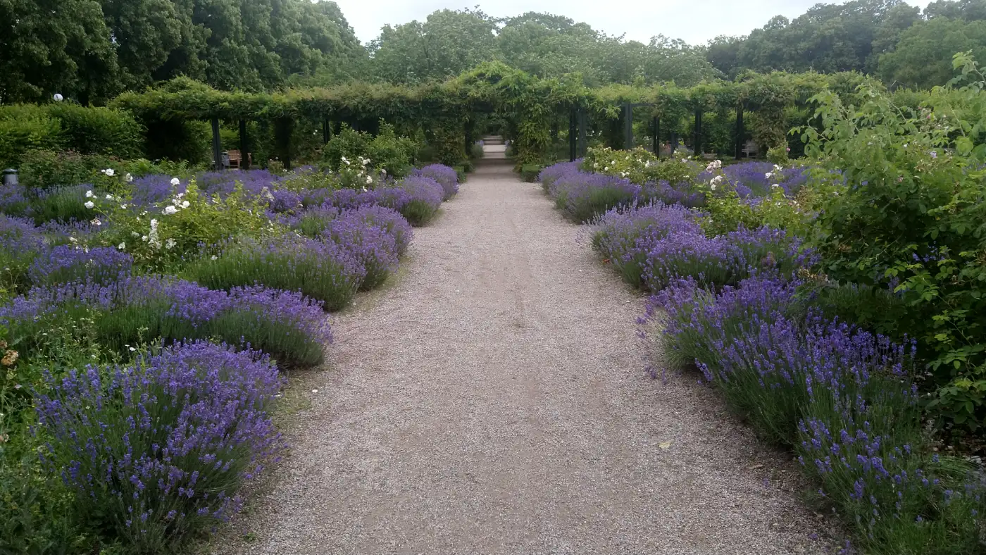 Bildtitel: Lavendelgarten im Schlosspark
