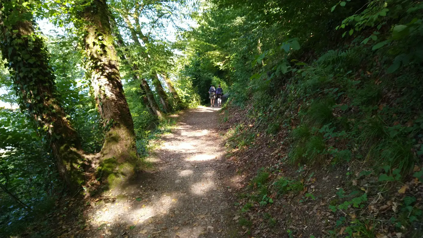 Bildtitel: Waldweg entlang am Rheinufer