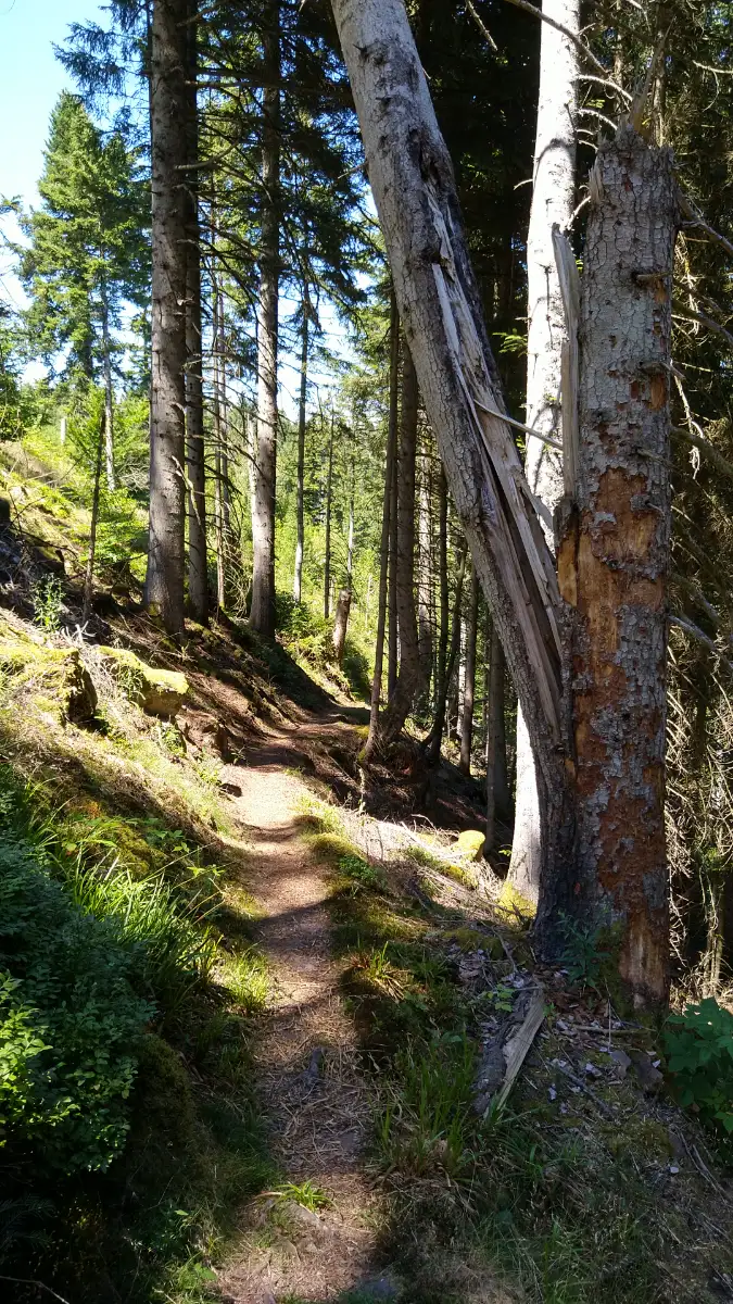 Bildtitel: Wasserfallweg Kammerloch