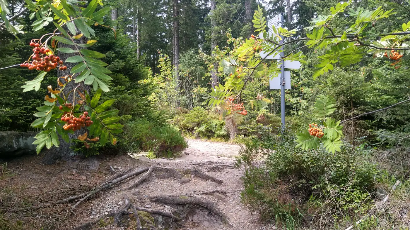 Bildtitel: Aussichtspunkt Seeblick zum Glaswaldsee