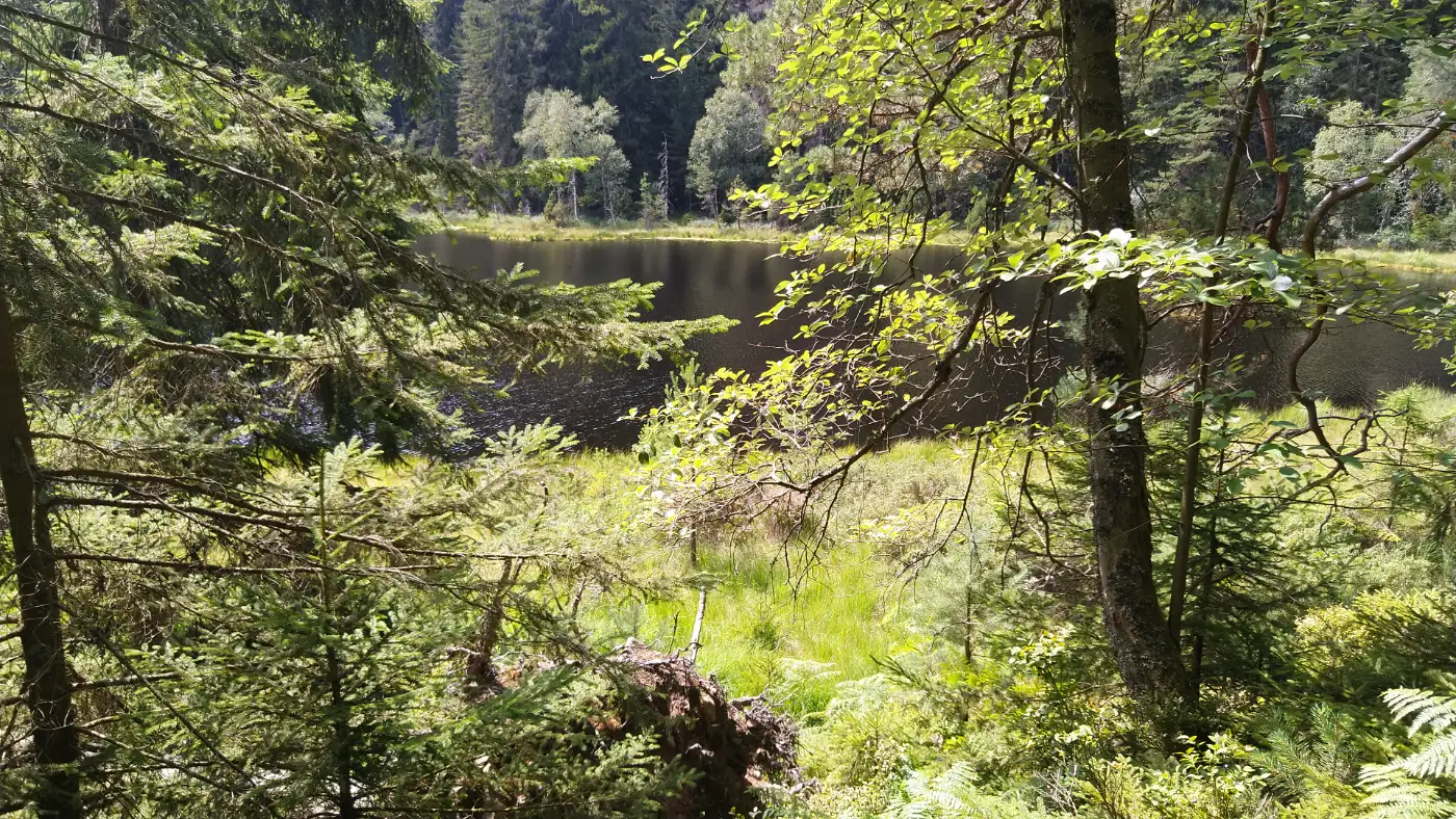 Bildtitel: Herrenwieser See - geschützter Karsee