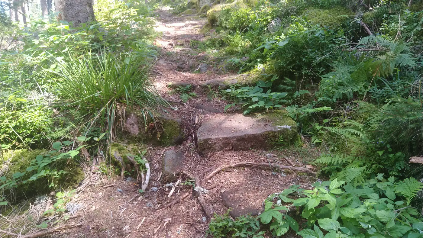 Bildtitel: Waldpfad hinauf zur Zuflucht