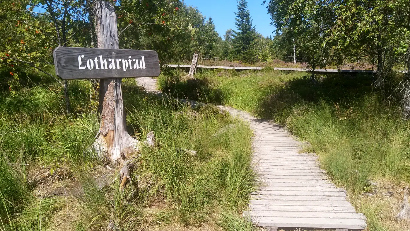 Bildtitel: Der Lotharpfad im Nationalpark Schwarzwald