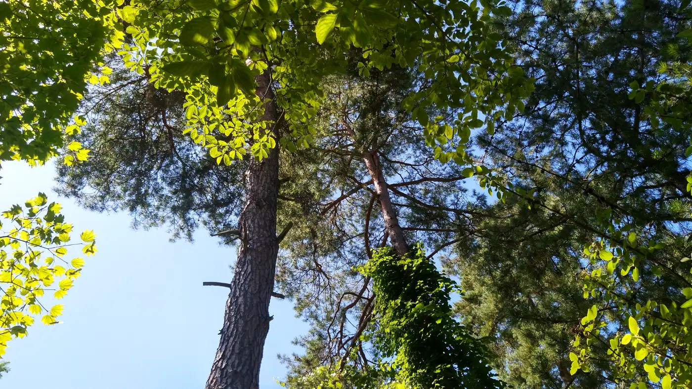 Bildtitel: Arboretum (Baumabteilung) Botanischer Garten Tübingen