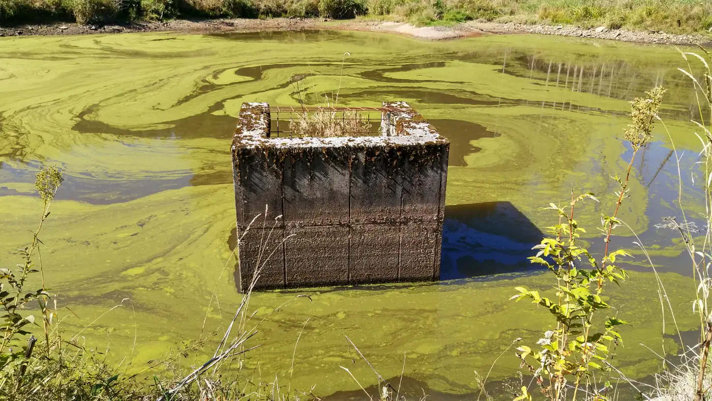Bildtitel: kleiner Stausee des Baches Langenordnach mit Algenblüte