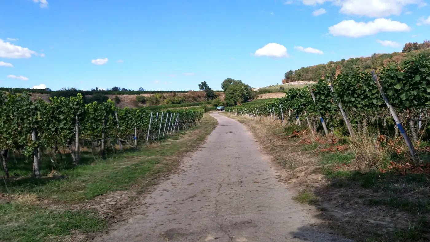 Bildtitel: Weg durch die Weinberge nach Oberrotweil