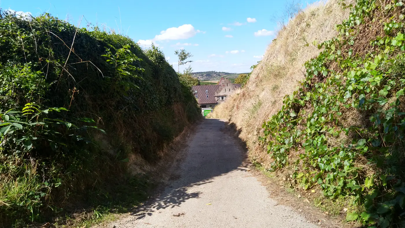 Bildtitel: Hohlweg mit tiefen, steilen Lösswänden