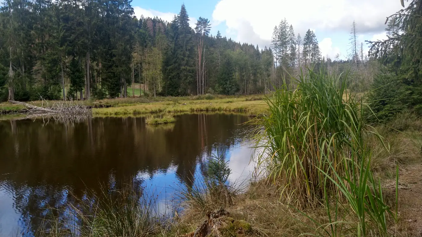 Bildtitel: Eisweiher bei Titisee im Bruggerwald