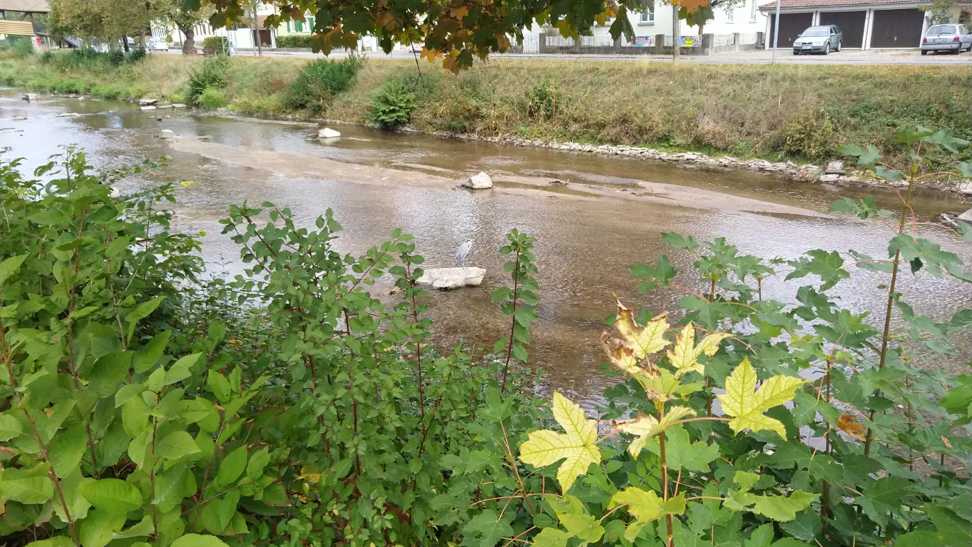Bildtitel: Graureiher in der Brigach